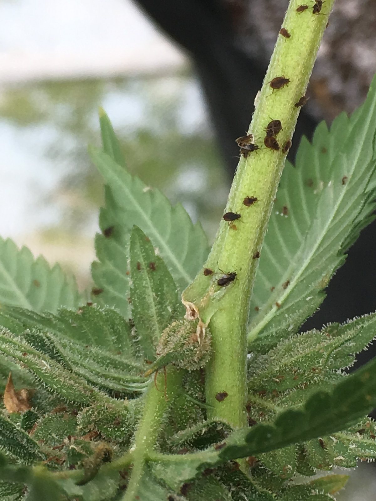 Active pest infestation on cannabis plant